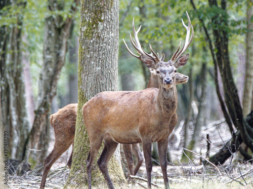 Cerf