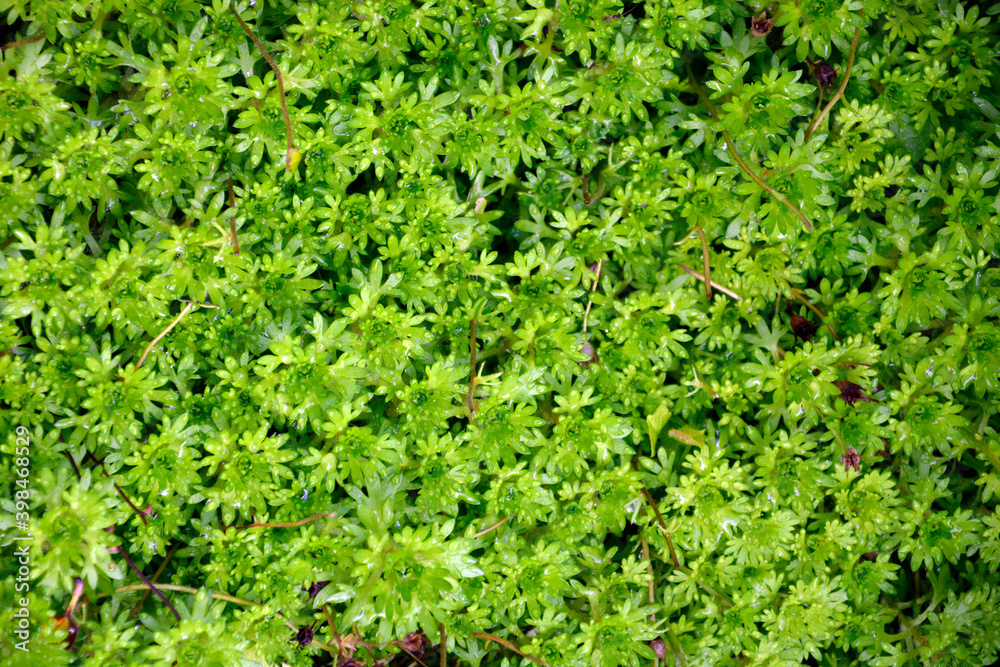 Garden ground cover shrub. Background from green leaves. Natural headpiece made of carved leaves. Back picture for writing text. Garden ground cover shrub. Background from green leaves. Natural headpiece made of carved leaves. Back picture for writing text.