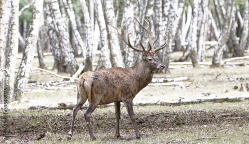 Cerf