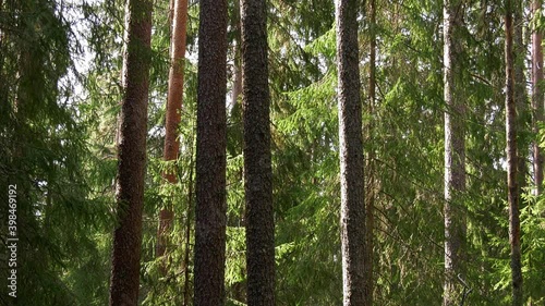 Pine trees in forest in dalarna, Sweden 