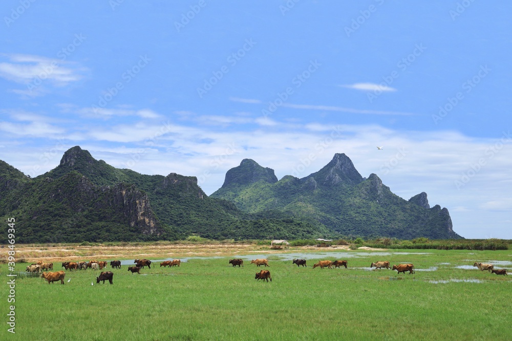 Fototapeta premium Cows in field with beautiful mountain and blue sky background.