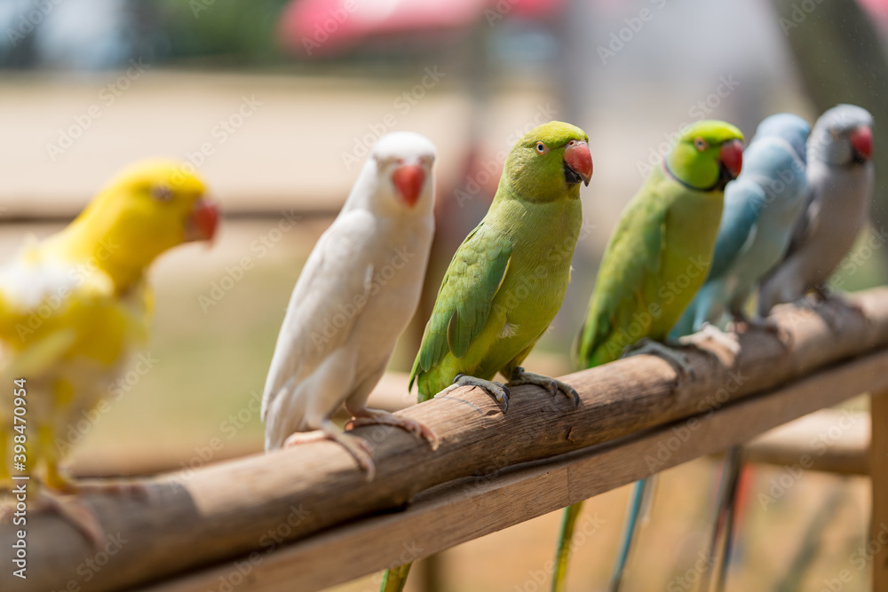 Obraz premium Lined up colorful Parrots and Parakeets.