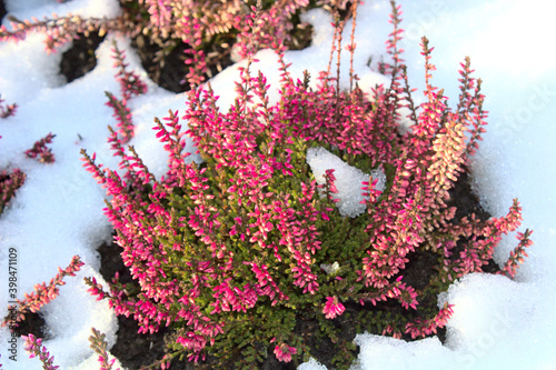 Heidekraut im Schnee