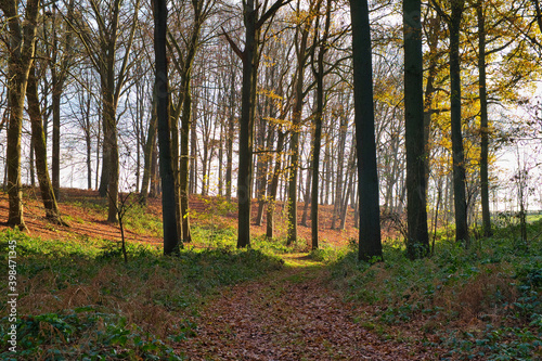 Narrow path in the scenic woody terrain, scenic autumn nature of Maransart in Lasne, Belgium photo