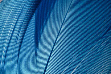 Beautiful Blue trends feather pattern texture background. Macro photography view..