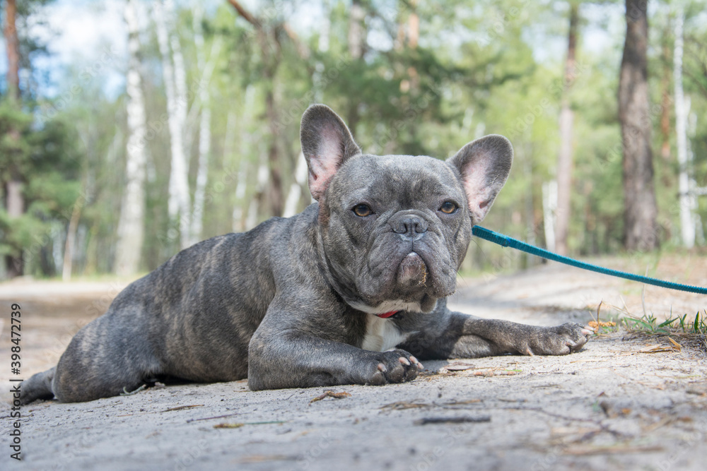 In the spring afternoon, a French Bulldog dog lies in the forest.
