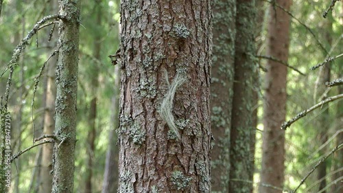 Pine with lichen in forest 
