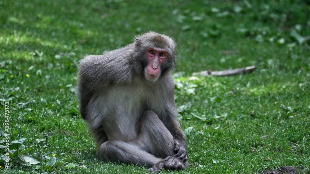 Obraz premium tier, makak, wild lebende tiere, säugetier, baby, wild, natur, hübsch, tierpark