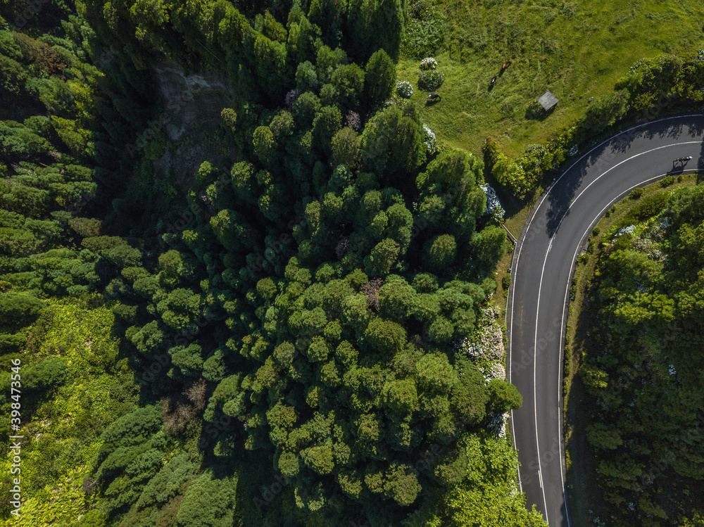 Overhead aerial top view over forest in Sete Cidades with a cow on the turn road. Mountain curve street path background. Straight-down above perspective. São Miguel Island, Azores Overhead aerial top view over forest in Sete Cidades with a cow on the turn road. Mountain curve street path background. Straight-down above perspective. São Miguel Island, Azores