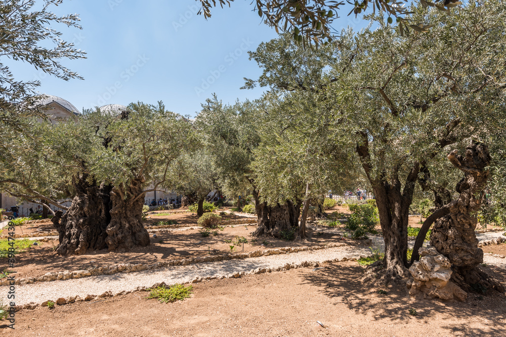 Olive trees in the Garden of Gethsemane, an urban garden at the foot of the Mount of Olives in Jerusalem, where Jesus prayed and his disciples slept the night before his crucifixion Olive trees in the Garden of Gethsemane, an urban garden at the foot of the Mount of Olives in Jerusalem, where Jesus prayed and his disciples slept the night before his crucifixion