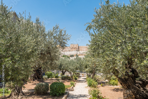 Olive trees in the Garden of Gethsemane,  an urban garden at the foot of the Mount of Olives in Jerusalem, where Jesus prayed and his disciples slept the night before his crucifixion