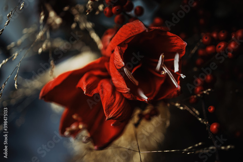 Red Amaryllis in christmas darkness