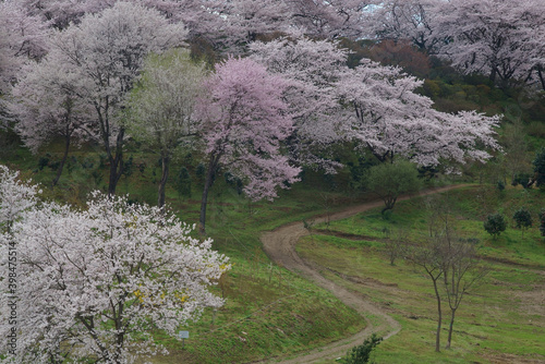 Cherry blossoms in Shionozaki, Fukushima Prefecture photo