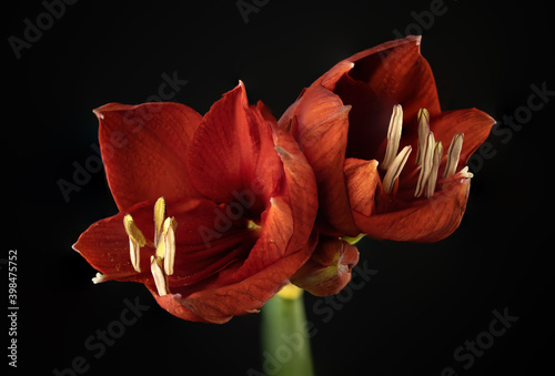 Red Amaryllis close up on black background