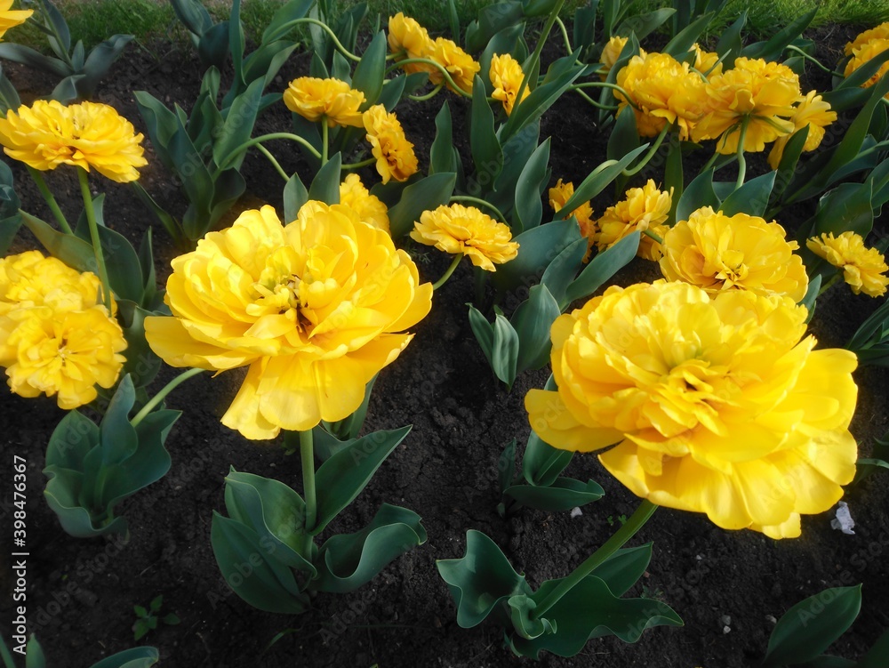 Obraz premium Composition of yellow tulips in the garden.