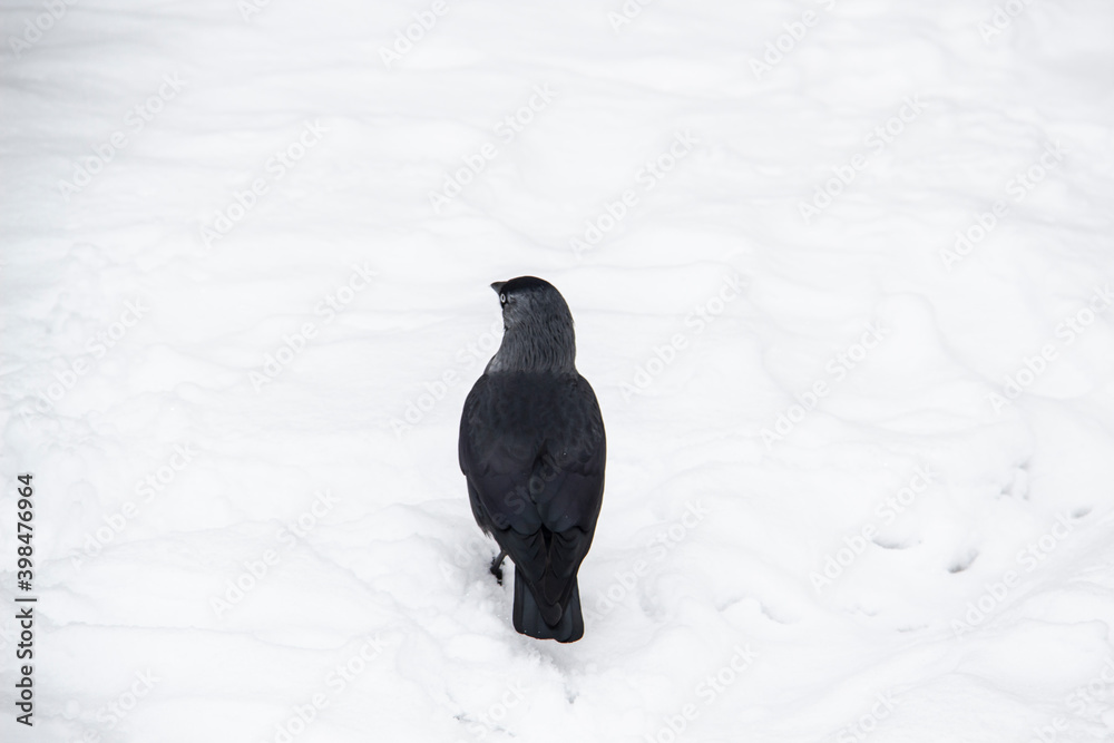Jackdaw walk on the snow