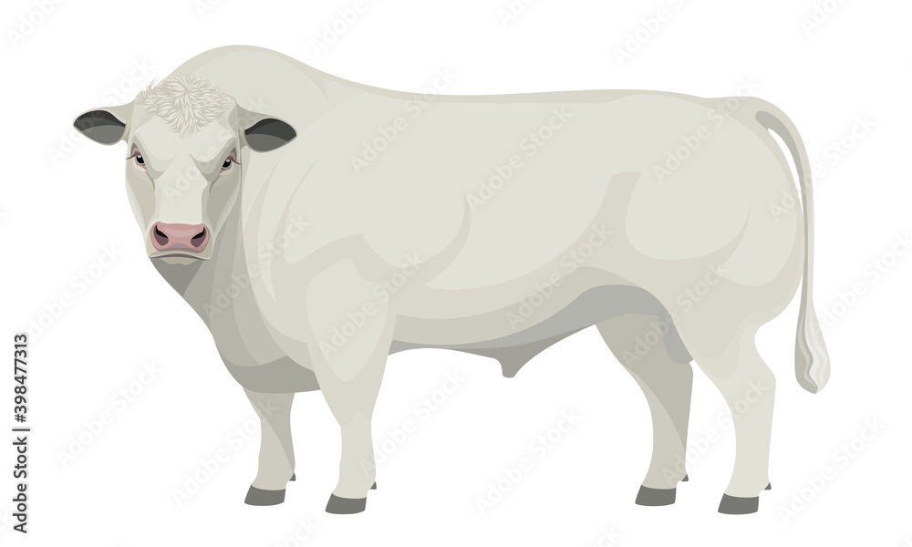 Farm animal - Bull. Belgian Blue - The Best Beef Cattle Breeds. Vector Illustration.