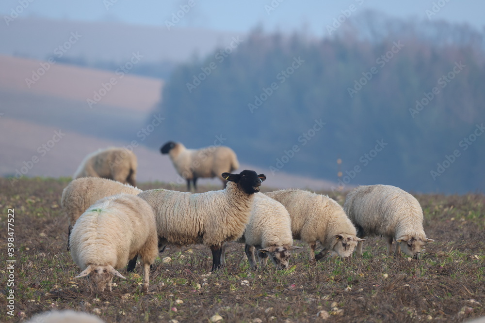 Fototapeta premium Sheep in the field