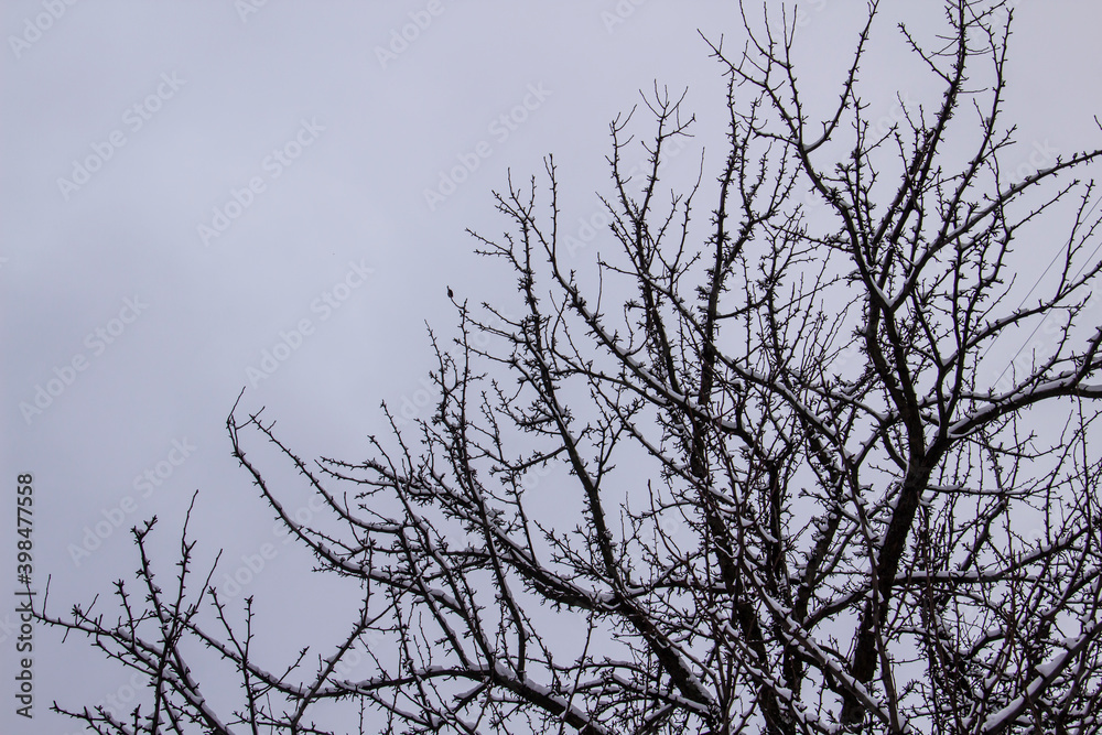 A tree branches on the grey sky with a snow. Looking up to grey sky through tree branches. Beautiful black branches in front of grey sky. Naked trees against gray sky. A tree branches on the grey sky with a snow. Looking up to grey sky through tree branches. Beautiful black branches in front of grey sky. Naked trees against gray sky.