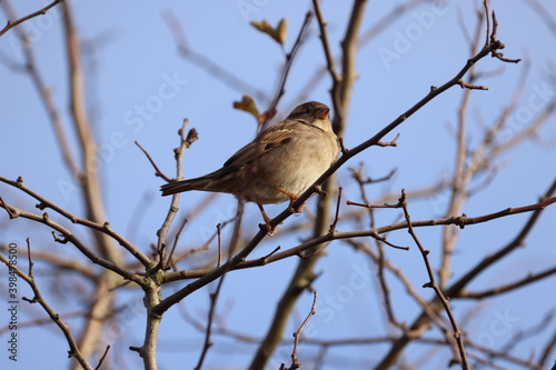 Sparrow on a branch