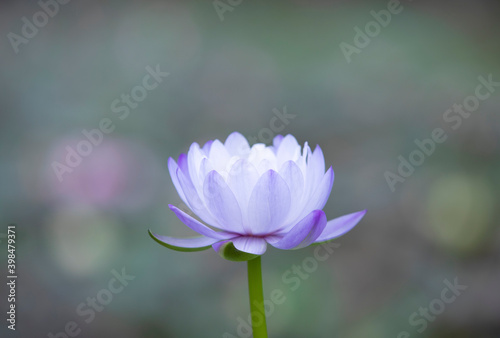 Purple lotus flower with colorful blurred background