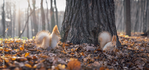 Two cute red squirrels play in the autumn park. Furry red squirrels in darker winter coat with ear-tufts and fluffy tails. Autumn fall foliage sunny park scene. Many red squirrels playing eating nuts