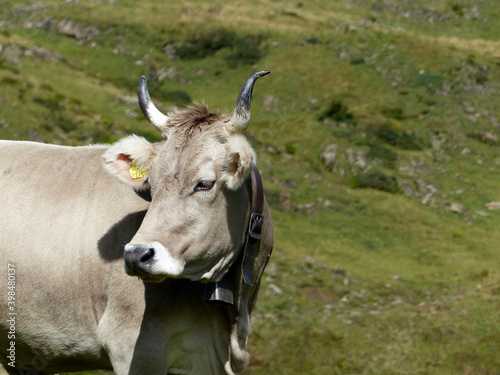 Bull with horns in the Bavarian mountains, Germany