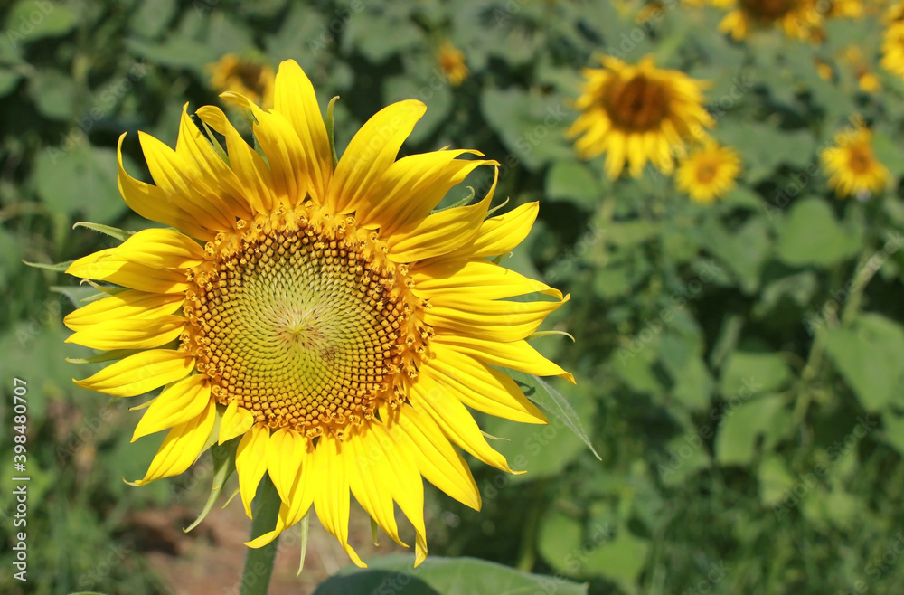 Single bright yellow sunflower in a green field