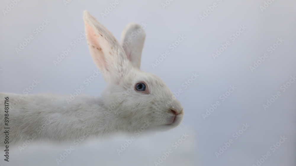 portrait of a white rabbit in winter