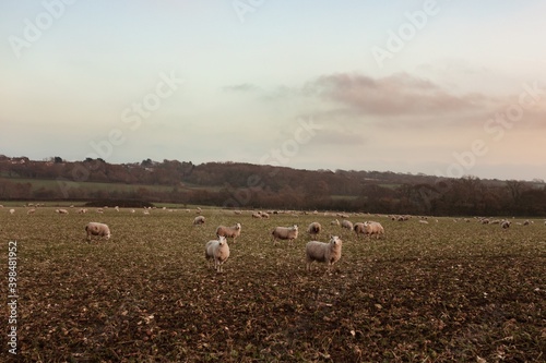Fototapeta Naklejka Na Ścianę i Meble -  Sheep in the countryside