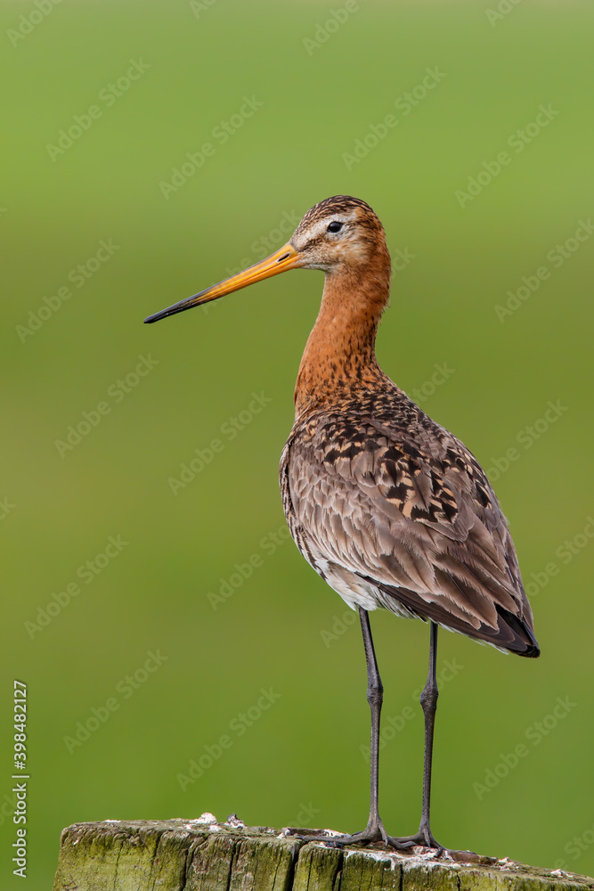 Obraz premium Black-tailed Godwit (Limosa Limosa) standing in the meadows near Rosmalen in the Netherlands