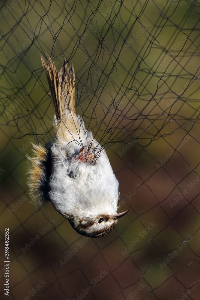 Obraz premium Eurasian Treecreeper