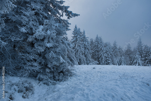 Winterwald in den Vogesen auf dem Champ du feu