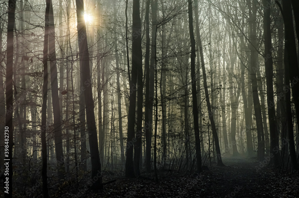 Fototapeta premium Winterwald