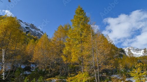Paesaggi autunnale di montagna, con larici gialli, pini verdi e neve sulla montagna. Suggestivo paesaggio autunnale delle montagne