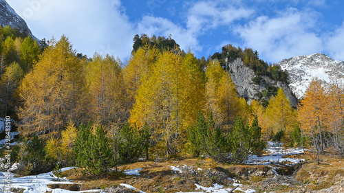 Fototapeta Naklejka Na Ścianę i Meble -  Paesaggi autunnale di montagna, con larici gialli, pini verdi e neve sulla montagna. Suggestivo paesaggio autunnale delle montagne