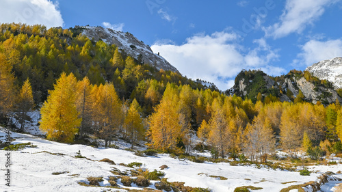 Paesaggi autunnale di montagna, con larici gialli, pini verdi e neve sulla montagna. Suggestivo paesaggio autunnale delle montagne