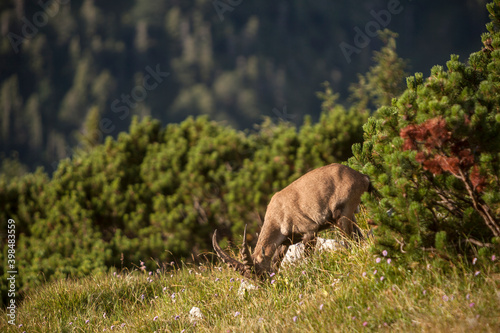 Young alpine ibex  Capra ibex  at Benediktenwand mountain  Bavaria  Germany