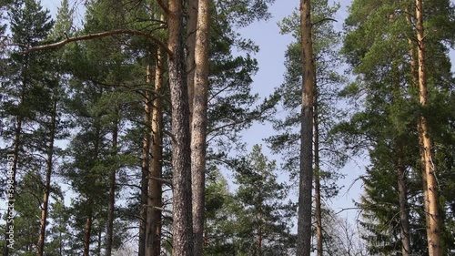 Pine trees in mixed natural forest in dalarna, Sweden