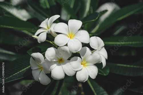 white plumeria flower blooming