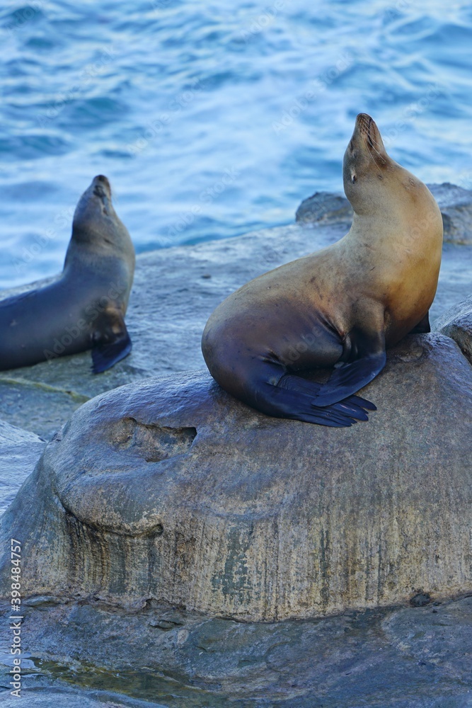 Fototapeta premium Wild seals on the rocks in La Jolla, California