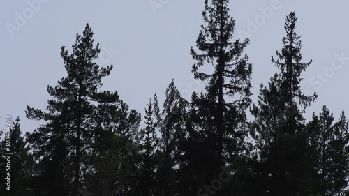 Fir trees in natural coniferous forest in dalarna, Sweden