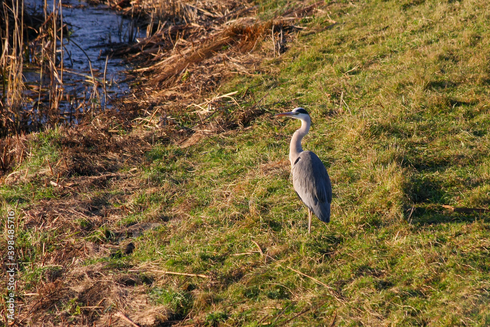Grey Heron (ardea cinerea) enjoying the winter sunshine Grey Heron (ardea cinerea) enjoying the winter sunshine