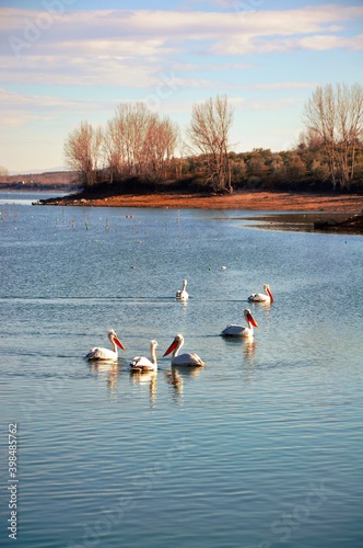 Dalmatian Pelicans, Pelecanus crispus on Kerkini, a lake reserve located in Northern Greece. The lake hosts an essential hydro-biosphere for thousands of birds, many of them are very rare.