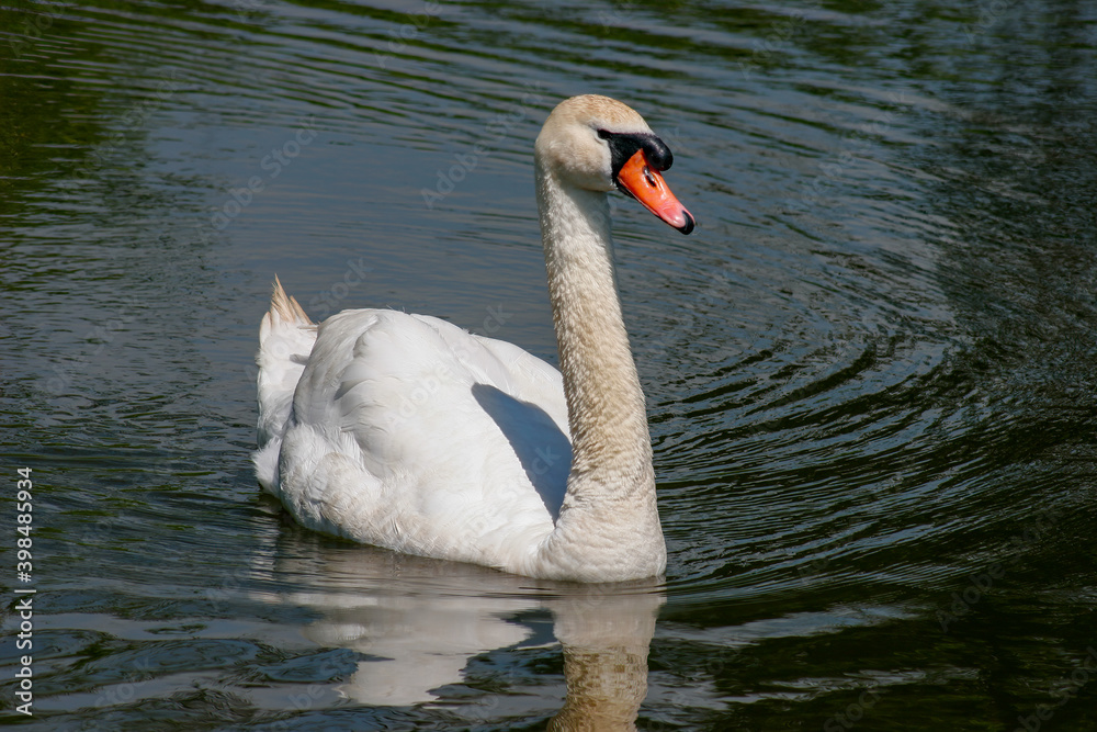 Obraz premium Mute Swan (Cygnus olor) on the River Ouse at Barcombe Mills
