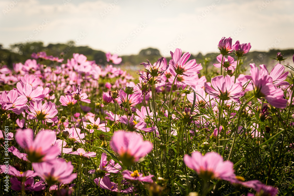 Pink cosmos flowers garden against warm sunlight with blue sky background