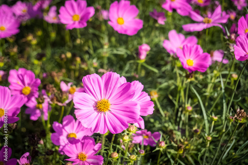 Pink cosmos flowers blooming in the garden