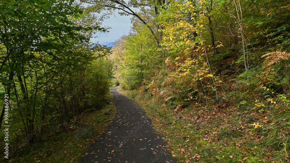 Sentiero che passa attraverso il bosco, in autunno, con suggestivi alberi colorati dei colori dell'autunno. 