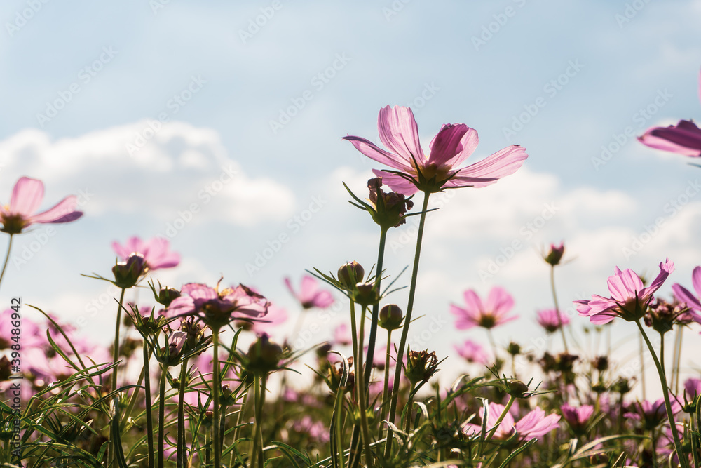 Pink cosmos flowers garden against warm sunlight