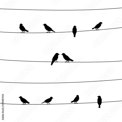Silhouette of birds on wires